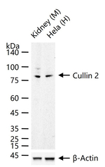 Cullin 2 Recombinant Rabbit Monoclonal Antibody (4D11)