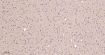 GUCY1B3 Antibody in Immunohistochemistry (Paraffin) (IHC (P))