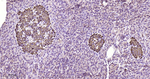 GUCY1B3 Recombinant Rabbit Monoclonal Antibody (7D6)