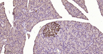 GUCY1B3 Antibody in Immunohistochemistry (Paraffin) (IHC (P))