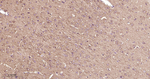 GUCY1B3 Antibody in Immunohistochemistry (Paraffin) (IHC (P))