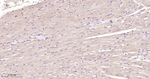 GUCY1B3 Antibody in Immunohistochemistry (Paraffin) (IHC (P))