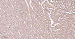 GUCY1B3 Antibody in Immunohistochemistry (Paraffin) (IHC (P))