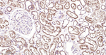 GUCY1B3 Antibody in Immunohistochemistry (Paraffin) (IHC (P))