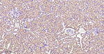 GUCY1B3 Antibody in Immunohistochemistry (Paraffin) (IHC (P))