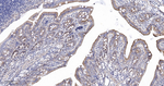 SFRP4 Antibody in Immunohistochemistry (Paraffin) (IHC (P))