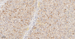 SFRP4 Antibody in Immunohistochemistry (Paraffin) (IHC (P))