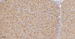SFRP4 Antibody in Immunohistochemistry (Paraffin) (IHC (P))
