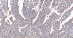 SFRP4 Recombinant Rabbit Monoclonal Antibody (6D4)