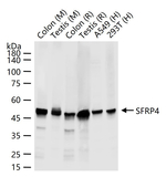 SFRP4 Antibody in Western Blot (WB)