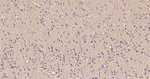 VAMP1 Recombinant Rabbit Monoclonal Antibody (3A6)