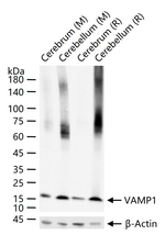 VAMP1 Antibody in Western Blot (WB)