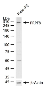 PRP8 Antibody in Western Blot (WB)