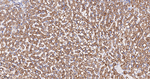 NDUFB8 Antibody in Immunohistochemistry (Paraffin) (IHC (P))