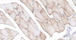 NDUFB8 Antibody in Immunohistochemistry (Paraffin) (IHC (P))