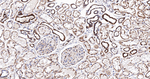 NDUFB8 Antibody in Immunohistochemistry (Paraffin) (IHC (P))