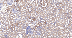 NDUFB8 Antibody in Immunohistochemistry (Paraffin) (IHC (P))