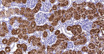 SULT2A1 Antibody in Immunohistochemistry (Paraffin) (IHC (P))
