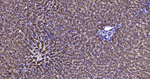 SULT2A1 Antibody in Immunohistochemistry (Paraffin) (IHC (P))