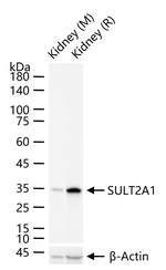 SULT2A1 Antibody in Western Blot (WB)