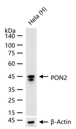 PON2 Recombinant Rabbit Monoclonal Antibody (5G9)