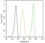 HnRNP Q Antibody in Flow Cytometry (Flow)
