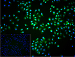 HnRNP Q Recombinant Rabbit Monoclonal Antibody (6F12)