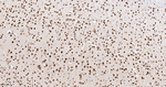 HnRNP Q Antibody in Immunohistochemistry (Paraffin) (IHC (P))