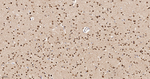 HnRNP Q Antibody in Immunohistochemistry (Paraffin) (IHC (P))