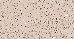 HnRNP Q Antibody in Immunohistochemistry (Paraffin) (IHC (P))