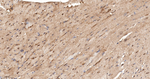 HnRNP Q Antibody in Immunohistochemistry (Paraffin) (IHC (P))