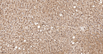 HnRNP Q Antibody in Immunohistochemistry (Paraffin) (IHC (P))