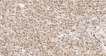 HnRNP Q Antibody in Immunohistochemistry (Paraffin) (IHC (P))