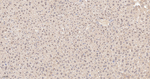 HnRNP Q Antibody in Immunohistochemistry (Paraffin) (IHC (P))