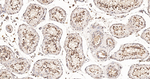 HnRNP Q Antibody in Immunohistochemistry (Paraffin) (IHC (P))