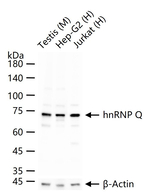 HnRNP Q Antibody in Western Blot (WB)