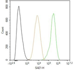 SAE1 Antibody in Flow Cytometry (Flow)