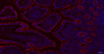 FBXO5 Antibody in Immunohistochemistry (Paraffin) (IHC (P))
