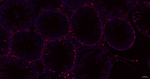 FBXO5 Antibody in Immunohistochemistry (Paraffin) (IHC (P))