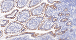 FBXO5 Antibody in Immunohistochemistry (Paraffin) (IHC (P))