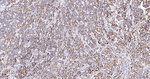 FBXO5 Antibody in Immunohistochemistry (Paraffin) (IHC (P))