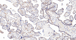 FBXO5 Antibody in Immunohistochemistry (Paraffin) (IHC (P))
