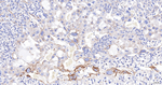 FBXO5 Antibody in Immunohistochemistry (Paraffin) (IHC (P))