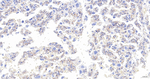 FBXO5 Antibody in Immunohistochemistry (Paraffin) (IHC (P))