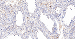 FBXO5 Antibody in Immunohistochemistry (Paraffin) (IHC (P))