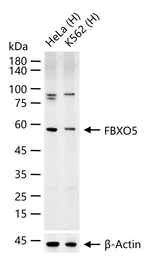 FBXO5 Antibody in Western Blot (WB)