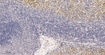 CBF beta Antibody in Immunohistochemistry (Paraffin) (IHC (P))
