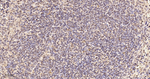 CBF beta Antibody in Immunohistochemistry (Paraffin) (IHC (P))