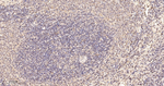 CBF beta Antibody in Immunohistochemistry (Paraffin) (IHC (P))