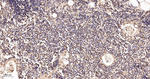 CBF beta Antibody in Immunohistochemistry (Paraffin) (IHC (P))